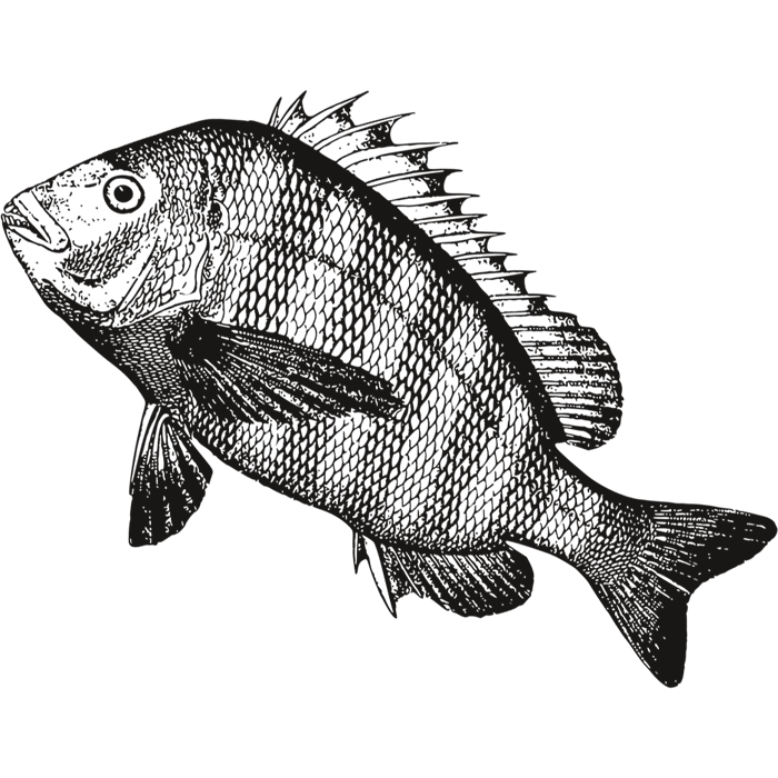 Freshwater fish